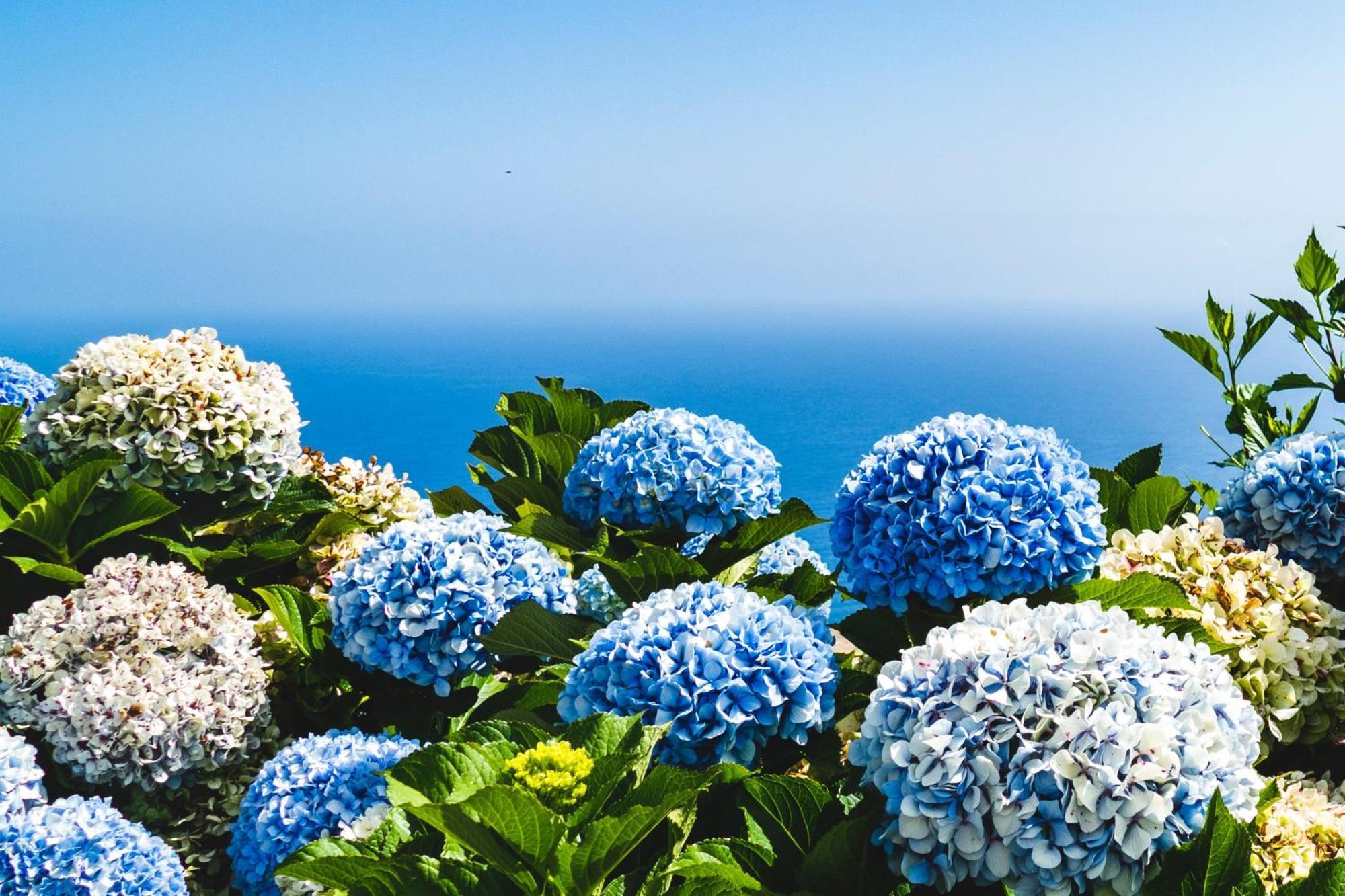 Ourmadeira - Seaview Apartment, Countryside Calheta  Exterior foto